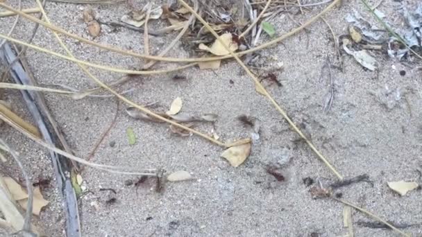Muchas Hormigas Suelo Llevando Hojas Hacia Hormiguero — Vídeos de Stock