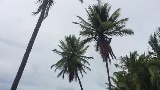 Alagoas Brazília Mar 2020 Ember Egy Kókuszfa Tetején Aki Kaszával — Stock videók