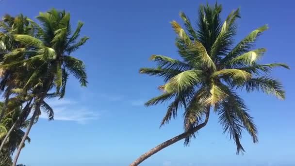 多风天气下的椰子树顶部 蓝天为背景 — 图库视频影像