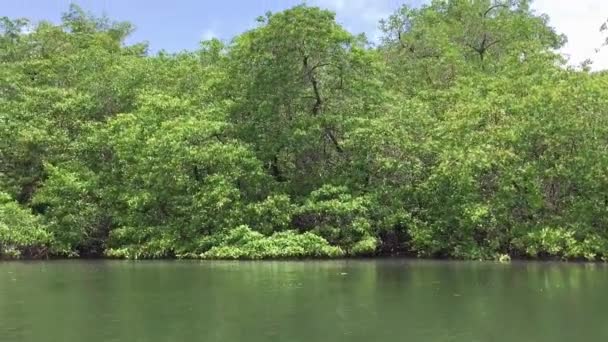 Plachtění Přes Mangrovníkovou Vegetaci Břehu Řeky — Stock video