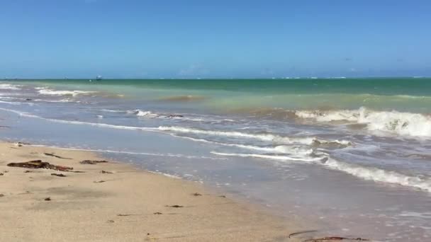 ブラジルのアラゴアス州にあるミゲル ミラグレスの美しいビーチ — ストック動画