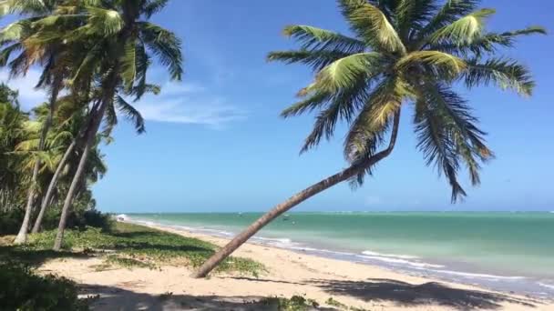 Beautiful Beach Scenery Miguel Dos Milagres Alagoas State Brazil — Stock Video