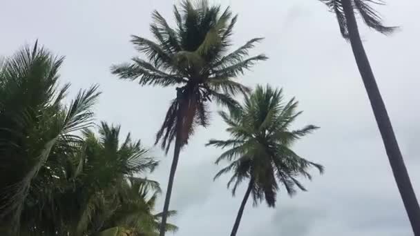 巴西阿拉戈斯 2020年12月12日 人在椰子树顶上用镰刀修剪树 — 图库视频影像
