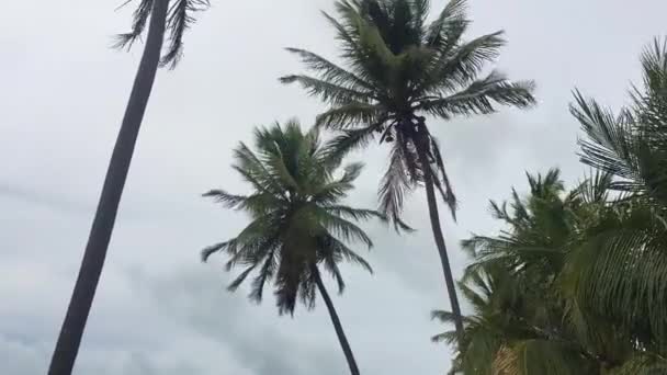 Alagoas Brasil Mar 2020 Homem Cima Coqueiro Podando Árvore Com — Vídeo de Stock