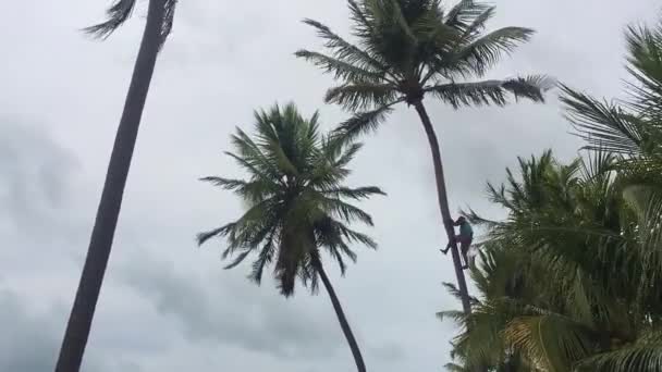 Alagoas Brazil Mar 2020 Man Leaging Cocococout Palm Tree Using — стокове відео