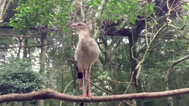 Portrait d'un oiseau brésilien Cariama cristata Seriema au Brésil 