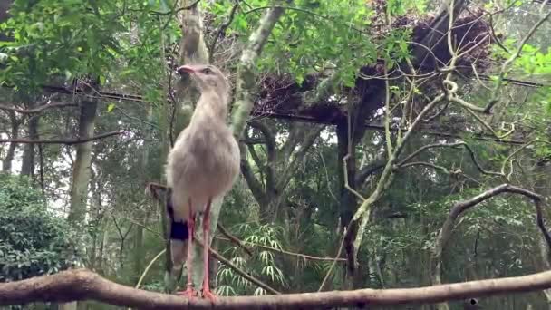 Portrait d'un oiseau brésilien Cariama cristata Seriema au Brésil 