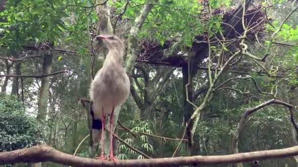 Brezilya Bir Brezilya Cariama Cristata Seriema Kuşunun Portresi — Stok video