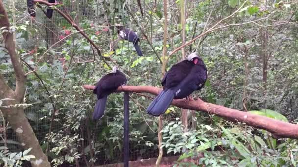 Close Giant Black White Piping Guan Brazil — Stock Video