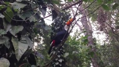 Bir ağaç dalına tünemiş tukan. Brezilyalı orta boy egzotik bir kuş..