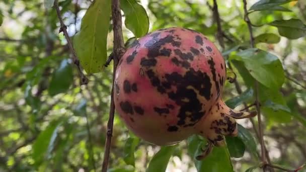 Boom Tak Met Een Hangende Granaatappel Een Gezond Exotisch Fruit — Stockvideo