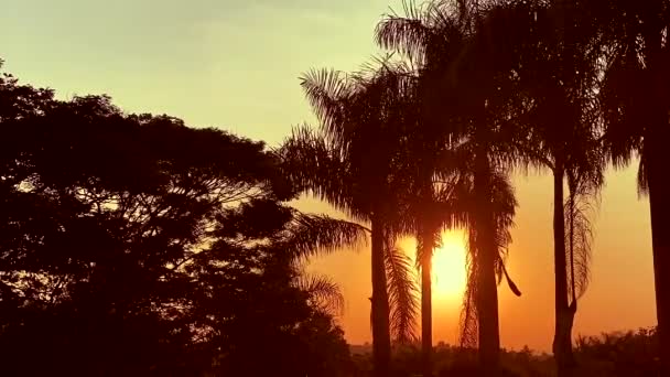 Время Захода Солнца Между Пальмовыми Стволами Красивым Небом — стоковое видео