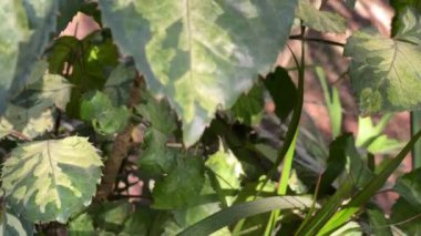 Doğadaki farklı bitkilerin taze yeşil yaprakları üzerinde süzülüyordu.