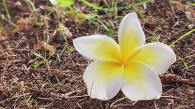 Sarı ve beyaz Frangipani yerde. Nefis aromalı güzel ve egzotik bir çiçek..