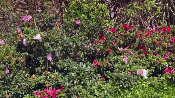 Parede Jardim Com Muitas Plantas Flores Coloridas — Vídeo de Stock