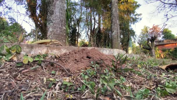 Anthill Natuur Met Veel Kleine Mieren Eromheen — Stockvideo