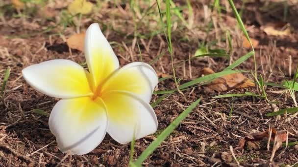 地面に黄色と白のFrangipani 絶妙な香りの美しいエキゾチックな花 — ストック動画
