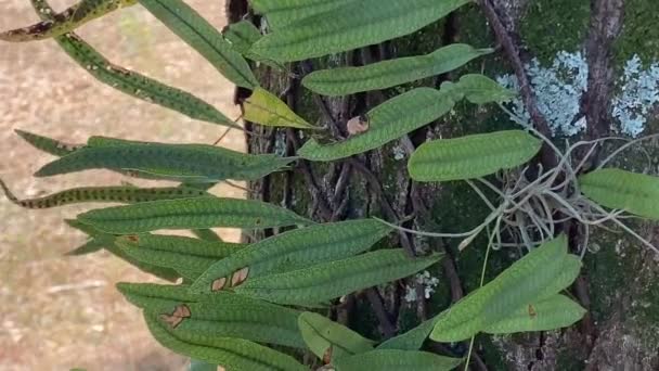 Flotando Por Hojas Verdes Frescas Atascadas Troncos Árboles Naturaleza — Vídeos de Stock