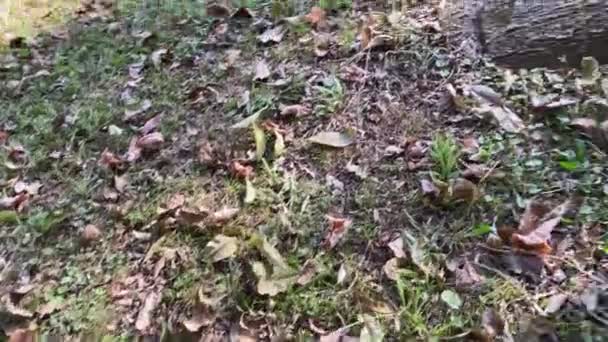 Uitzicht Veel Bladeren Grond Buurt Van Een Boomstam — Stockvideo