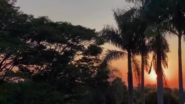 Time Lapse Solnedgången Mellan Palmträdstammar Med Vacker Himmel — Stockvideo