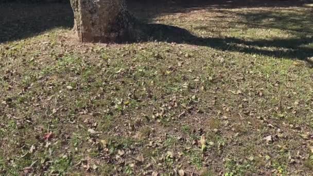 Vue Beaucoup Feuilles Dans Sol Près Tronc Arbre — Video