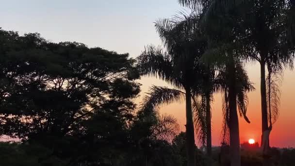 Time Lapse Coucher Soleil Entre Les Troncs Palmier Avec Beau — Video