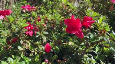 Bahçede bir sürü bitki ve kırmızı taze çiçekler var.