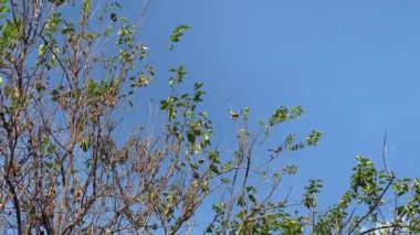 Arka planda mavi gökyüzü olan ağaçların tepesine tünemiş kuşlar.