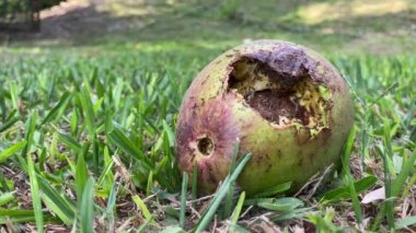 Aç karıncalar tarafından yenen bir ağaçtan düşen avokado.