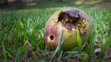 Çimenlerde bulunan lezzetli avokadoyu yiyen karınca takımı.