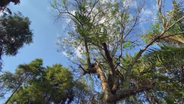 Mavi Gökyüzünün Beyaz Bulutların Altındaki Ağaçlar — Stok video