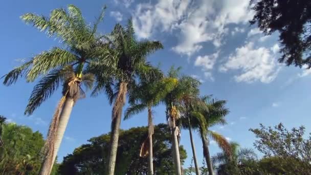 Palmeras Vista Panorámica Bajo Cielo Azul Nubes Blancas — Vídeo de stock