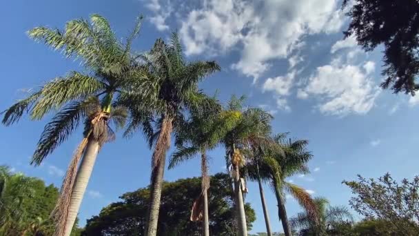Palmy Malebný Pohled Pod Modrou Oblohou Bílé Mraky — Stock video