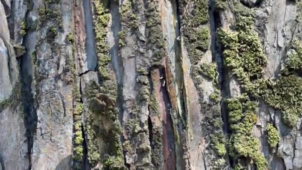 Pairando Pela Superfície Casca Árvore Velha Rachada Natureza — Vídeo de Stock