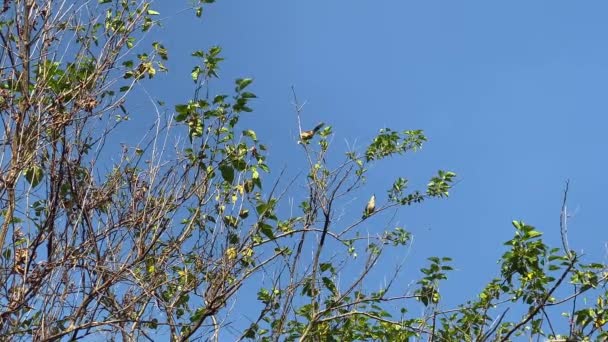 Fåglar Uppflugna Trädtopp Med Blå Himmel Som Bakgrund — Stockvideo