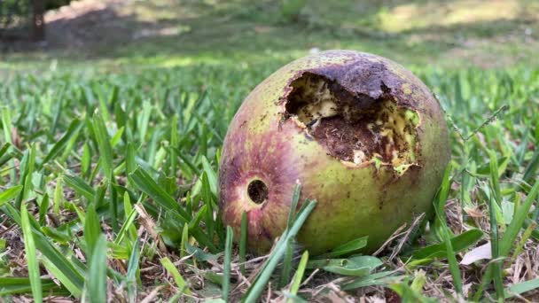 Çimenlerde Bulunan Lezzetli Avokadoyu Yiyen Karınca Takımı — Stok video