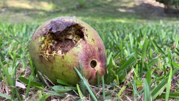 Avocado Gevallen Uit Een Boom Verslonden Door Hongerige Mieren — Stockvideo