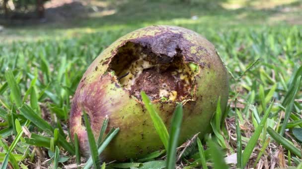 Avocado Fallen Tree Being Devoured Hungry Ants — Stock Video