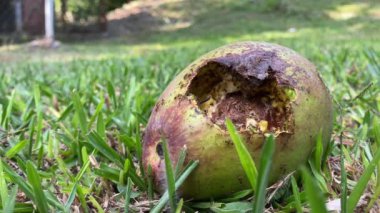 Çimenlerde bulunan lezzetli avokadoyu yiyen karınca takımı.