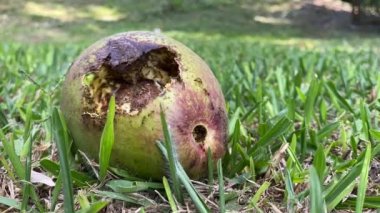 Aç karıncalar tarafından yenilen bir ağaçtan düşen avokadonun zamanı.