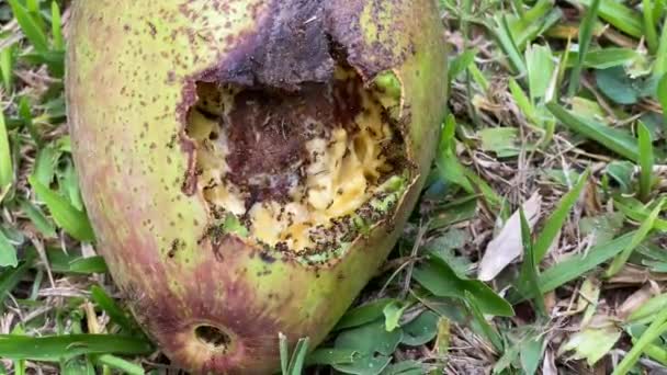 空腹のアリが食べる木から落ちたアボカド — ストック動画