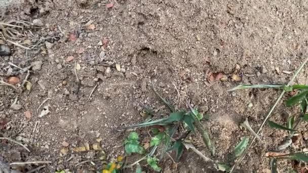 Anthill Natuur Met Veel Kleine Mieren Eromheen — Stockvideo