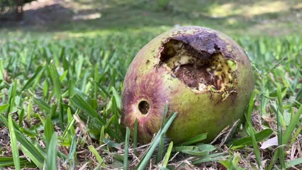 Timelapse Avocado Caduto Albero Divorato Formiche Affamate — Video Stock