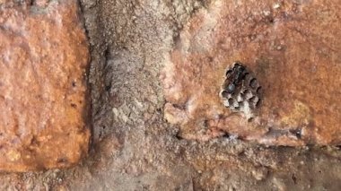 Eşek arısı evinde çalışıyor. Tuğla bir duvara monte edilmiş.