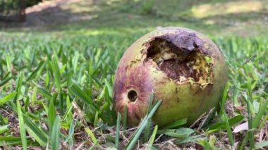 Çimenlerde bulunan lezzetli avokadoyu yiyen karınca takımı.