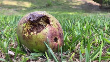 Çimenlerde bulunan lezzetli avokadoyu yiyen karınca takımı.