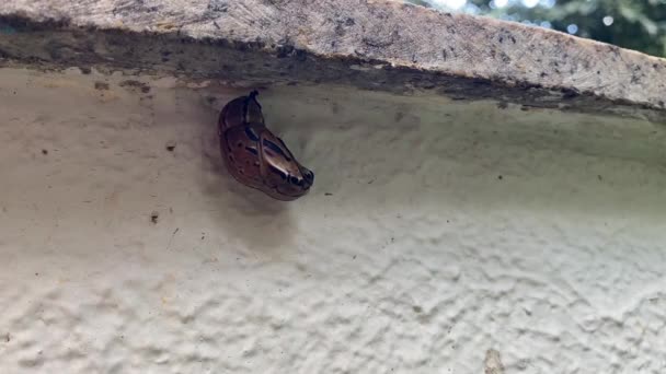 Capullo Mariposa Marrón Colgado Una Cama Jardín — Vídeo de stock