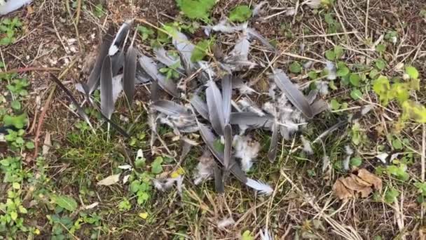 Plumas Aves Encontradas Suelo Probablemente Cazado Por Gato — Vídeos de Stock