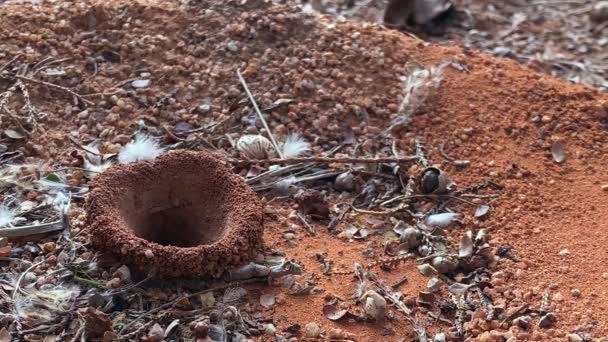 Entrada Hormiguero Naturaleza Con Una Gran Cantidad Hormigas Pequeñas Que — Vídeos de Stock