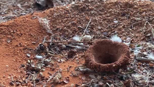 Anthill Είσοδο Στη Φύση Πολλά Μικρά Μυρμήγκια Γύρω — Αρχείο Βίντεο